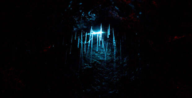 Магия живого света Магия живого света биолюминесценция, животные, насекомые, свет, свечение