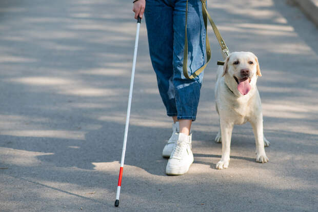 Росстандарт утвердил единый стандарт для собак-проводников