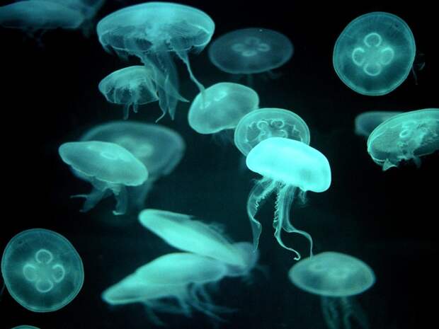 Медузы животные, планета, существа