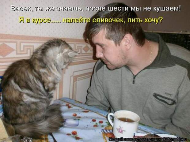 Котоматрицы(картинки с надписями)