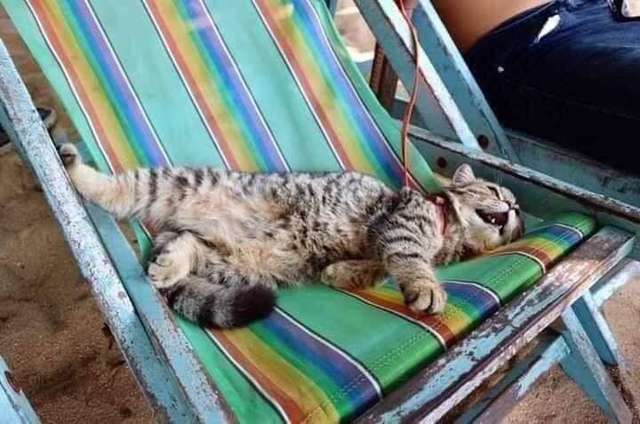 кошка на пляже