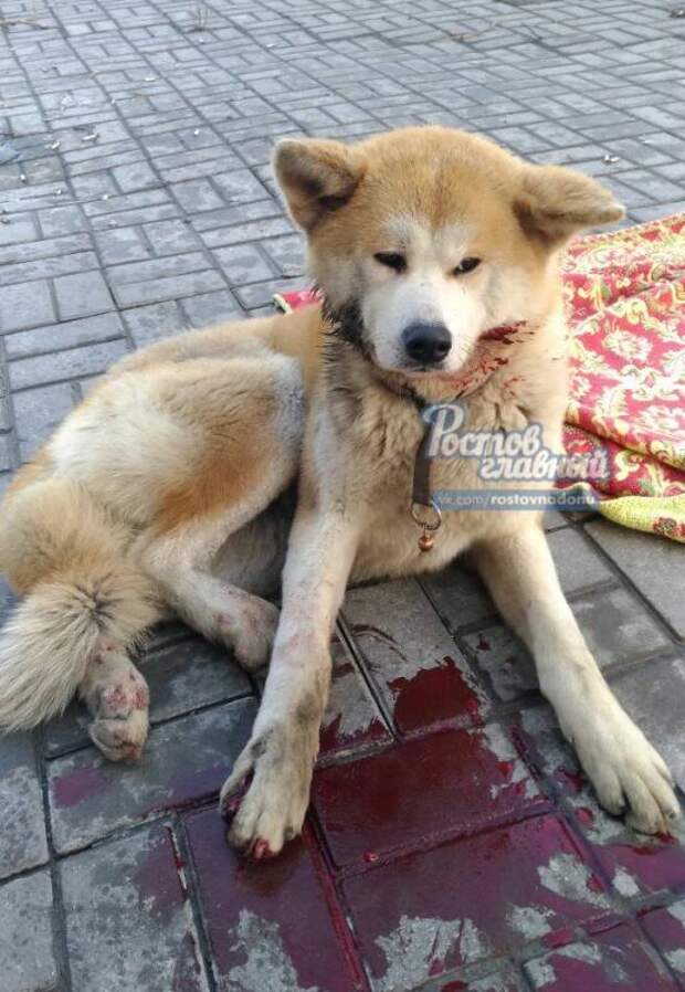 В Ростове десятки горожан спасали сбитую машиной собаку