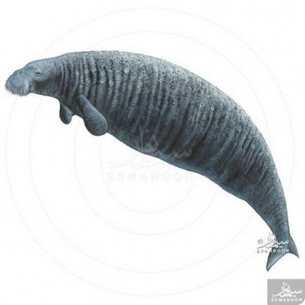 Стеллерова корова (лат.Hydrodamalis gigas) — морская корова или капустница