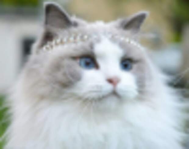 cat_779