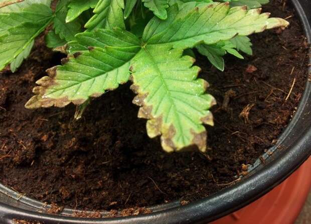 Сохнут листья у марихуаны как из конопли делают канаты