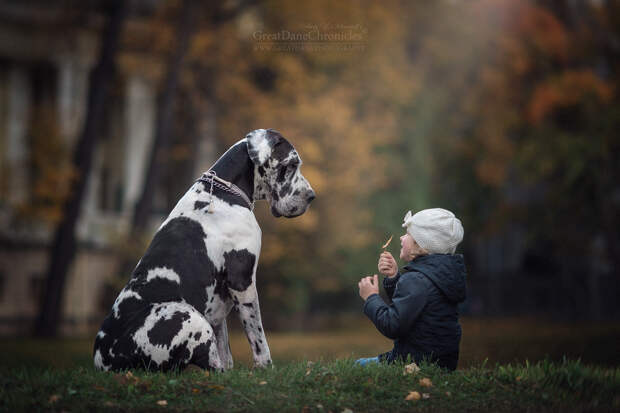 Энди Селиверстов фотографии детей и их больших собаках 8
