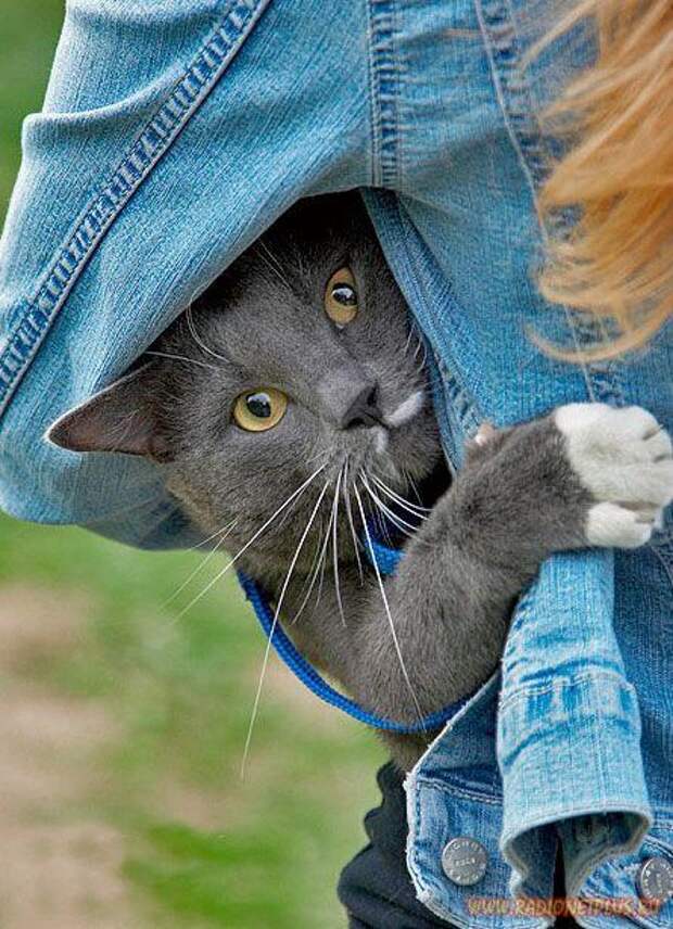 Улыбнись! :) (16поводов)