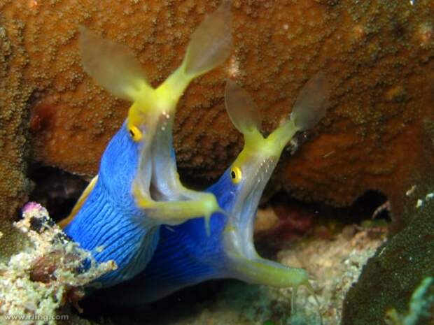 Голубой ленточный угорь или ленточная мурена (лат. Rhinomuraena guaesita) (англ. Ribbon eel)