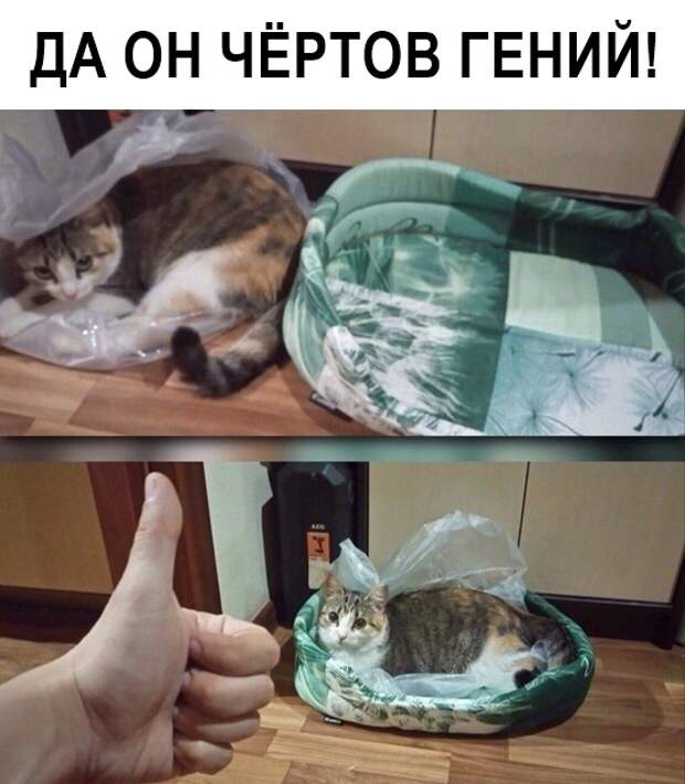 Гениальное решение жилищного вопроса для котейки Гениальное решение жилищного вопроса для котейки