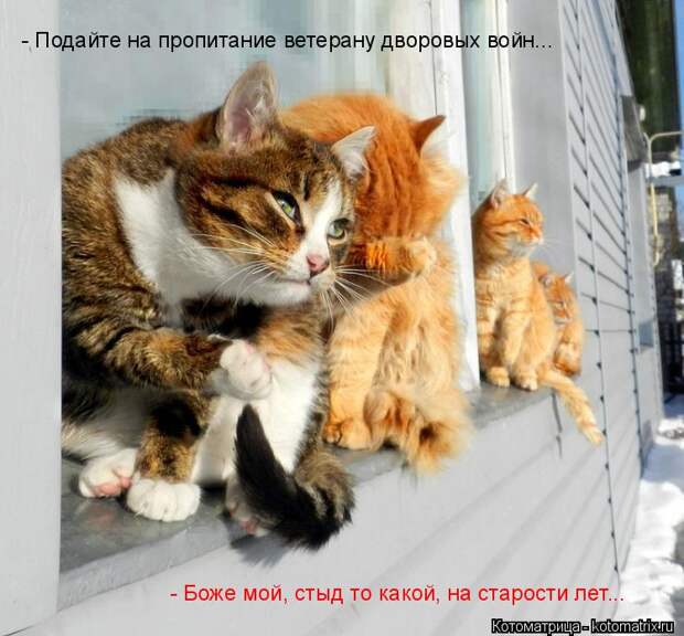 Котоматрица: - Подайте на пропитание ветерану дворовых войн... - Боже мой, стыд то какой, на старости лет...