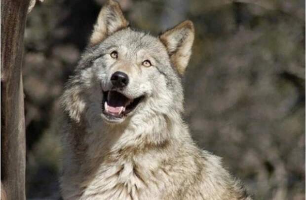 Волк - опасный, дикий и прекрасный зверь