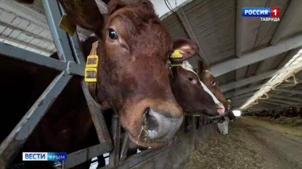 Крымские ветеринары проводят исследования крови у крупного рогатого скота