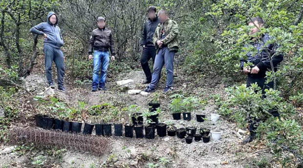 В Крыму ликвидировали плантацию конопли
