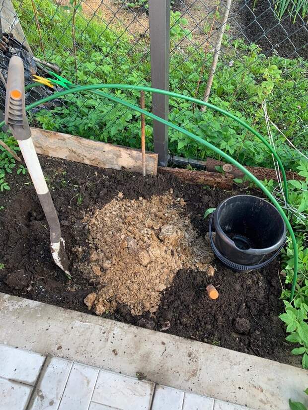 Сажаю виноград зимостойкий