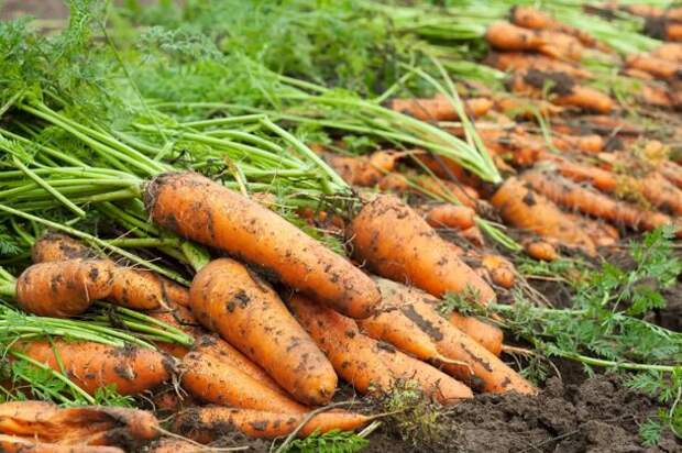 Как хранить урожай моркови