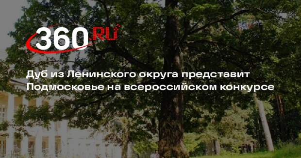 Дуб из Ленинского округа представит Подмосковье на всероссийском конкурсе