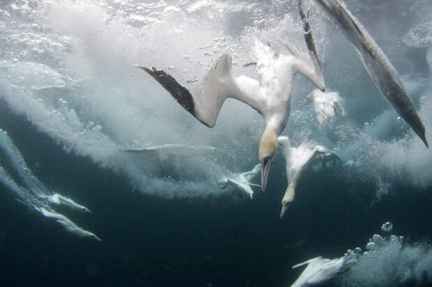 gannets10 Как олуши ловят рыбу у берегов Шетландских островов