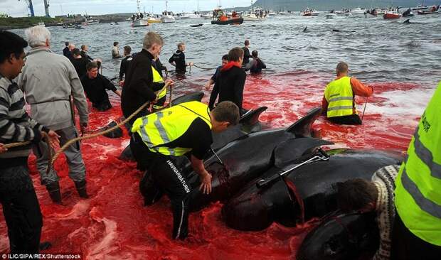 Побережье Дании снова окрасилось в красное во время ежегодного убийства дельфинов атлантика, в мире, дания, дельфины, животные, массовое убийство дельфинов