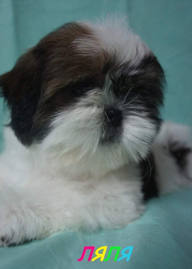 Щенки Ши Тцу Купить В Екатеринбурге