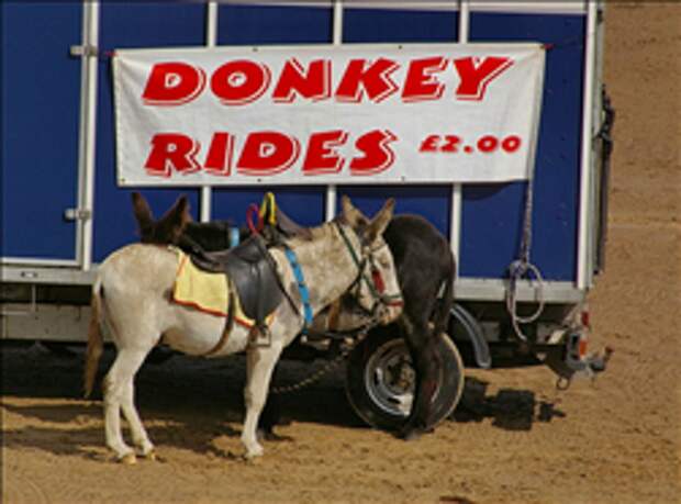Картинки по запросу Donkey rides