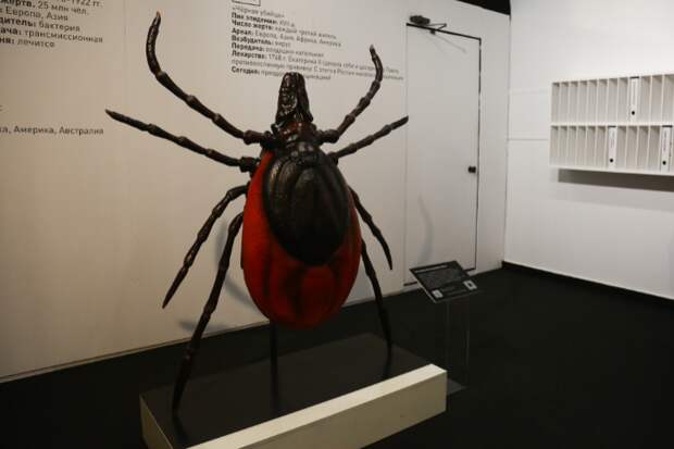 Самых смертоносных клещей в мире показали в Новосибирске