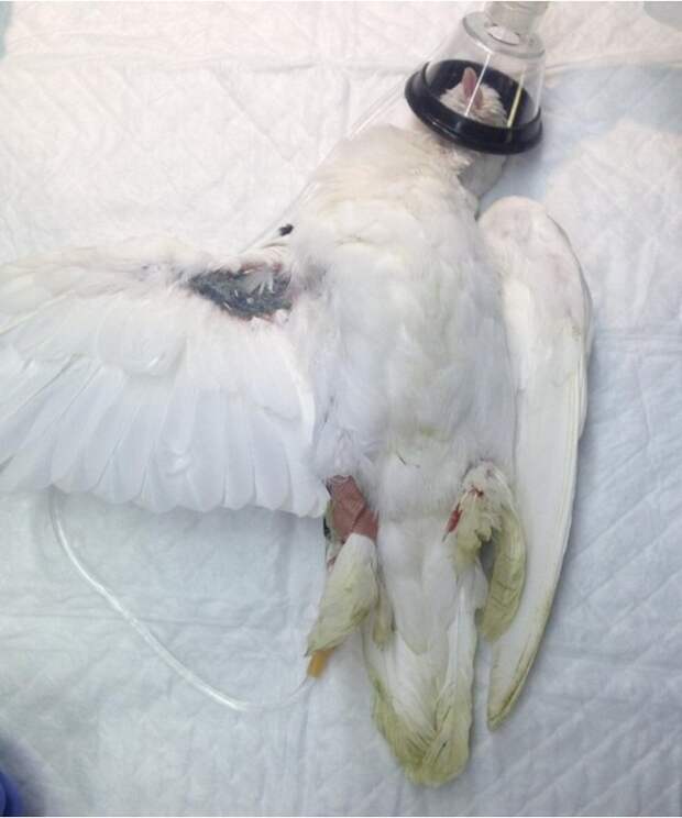 Подбитый голубь добровольно сдался ветеринарам в Омске