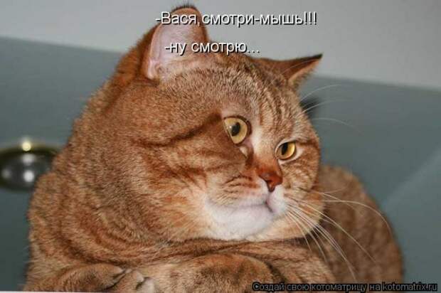 Лучшие котоматрицы за неделю