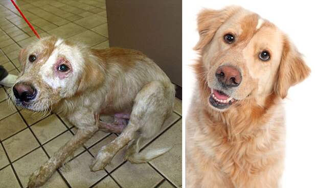before-and-after-photos-of-adopted-dogs-3