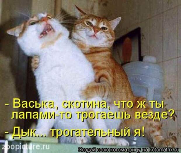 Веселая котоматрица за неделю (28 шт)
