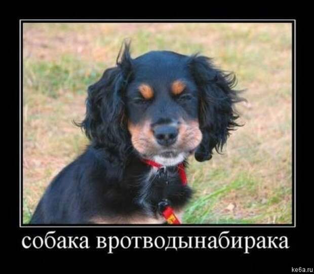 Животным смешно, а вам? (90 фото) smeshnie shivotnie 50 Животным смешно, а вам? (90 фото)