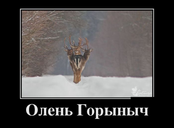 Такие вот демотиваторы...