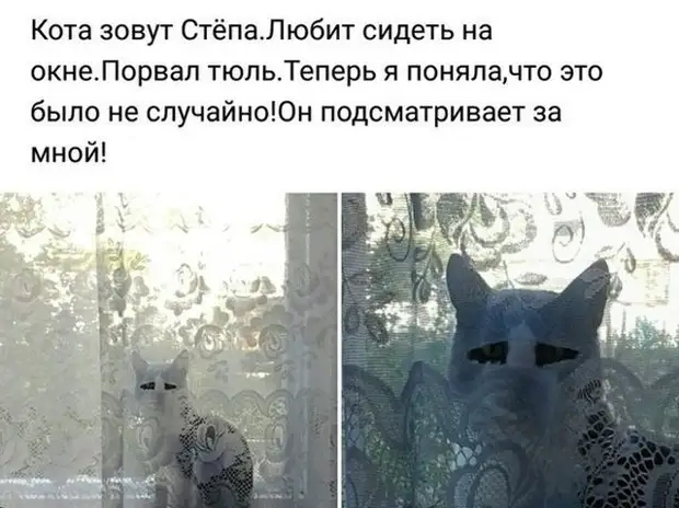 Доказано - от этих комментариев будет болеть живот!