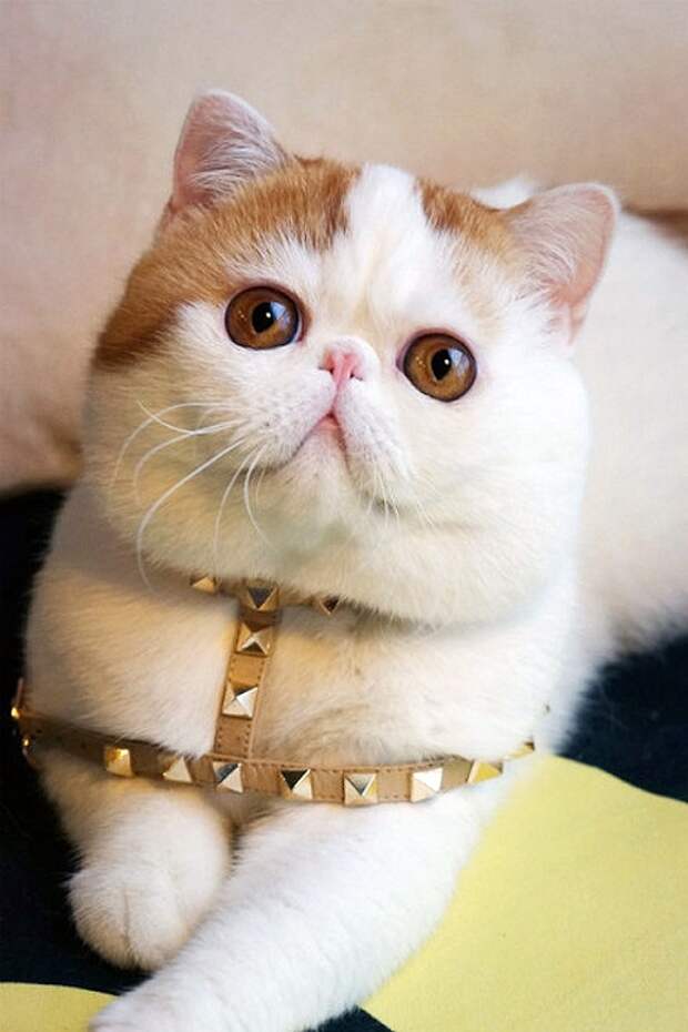 Кот Снупи - звезда интернета. Фото