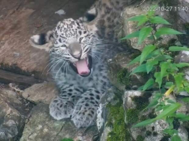 Котята леопарда в Нацпарке Сочи будут приспосабливаться к жизни в дикой природе во взрослом вольере