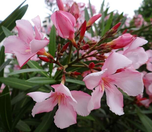 И снова цветет олеандр...