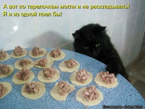 Котоматрицы (картинки с надписями)