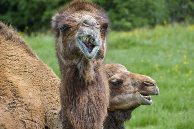 Верблюжий полк, голуби-камикадзе и еще 5 экспериментов военных США Верблюжий полк, голуби-камикадзе и еще 5 экспериментов военных США