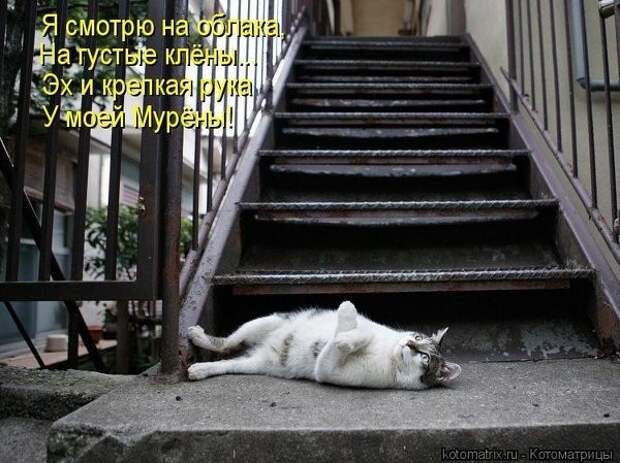Забавные животные :)