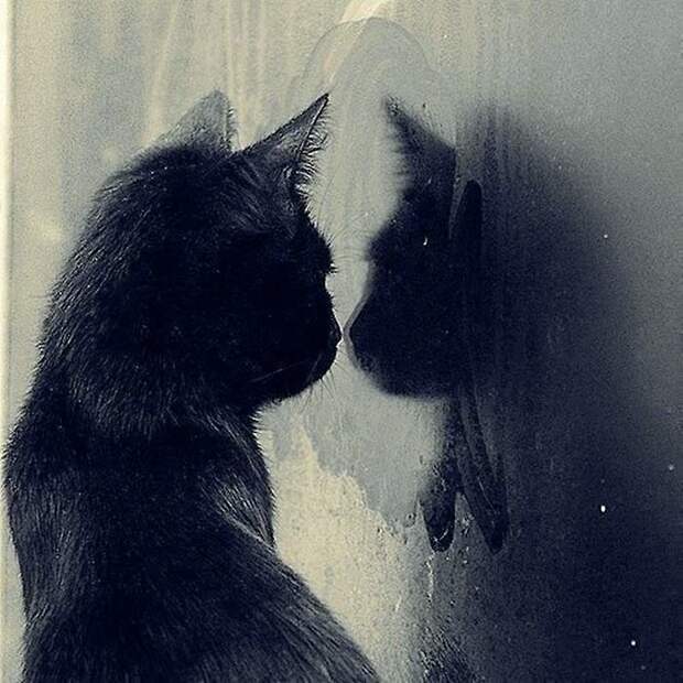 Коты, смотрящие в окно коты, окно, фотографии
