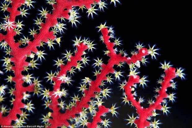Coral polyps, again in the Red Sea: Mr Semenov admits that the translucent jellyfish are his favourite photographic subjects