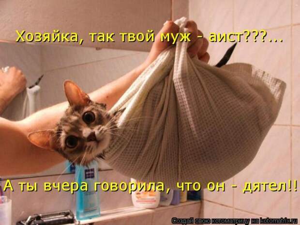 Лучшие котоматрицы недели (50 фото)