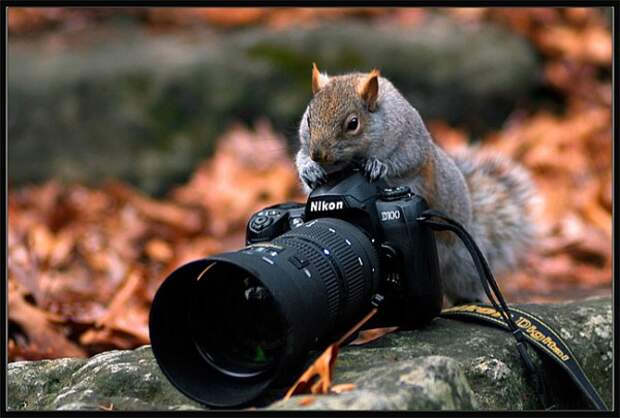 Животные-фотографы (30 фото)