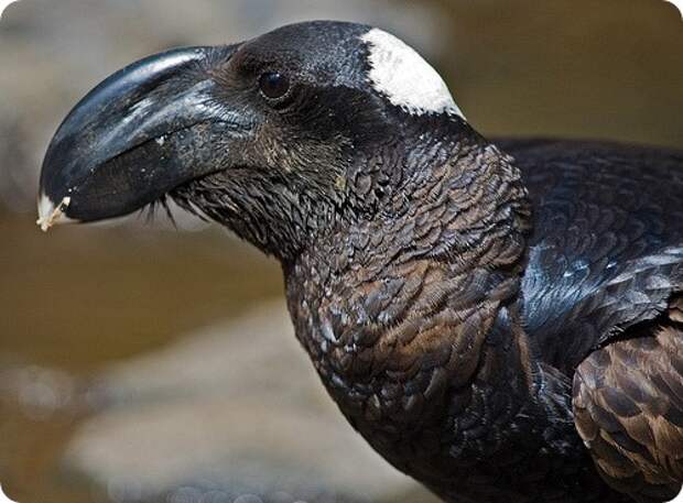 Бронзовая ворона (лат. Corvus crassirostris)