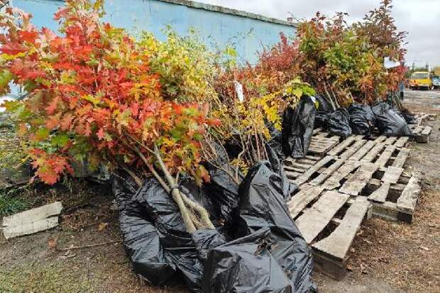 Саженцы для Тамбова закупают у мичуринского индивидуального предпринимателя