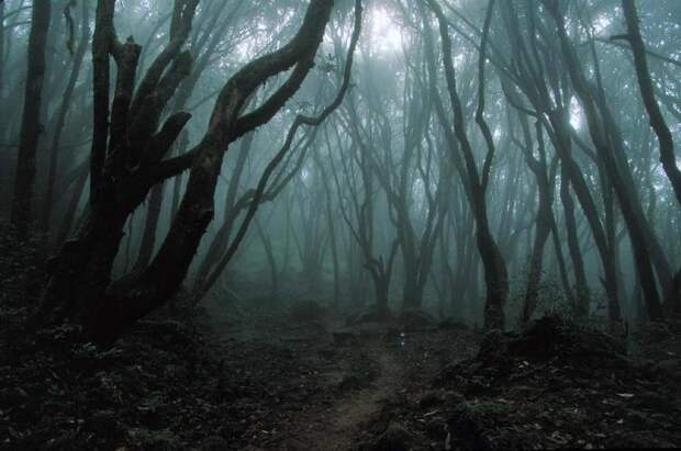 Лес самоубийц Аокигахара, Япония