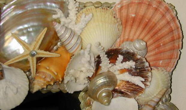 summer-sea-decoration-seashell