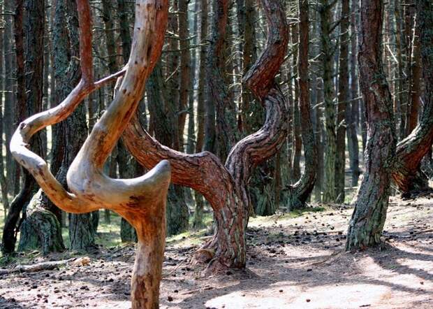 Танцующий лес. Куршская коса.