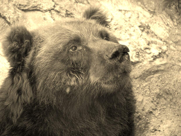 крупный медведь