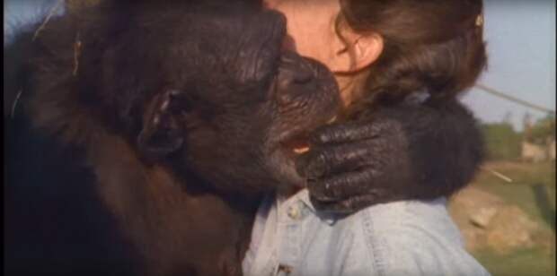 Шимпанзе не забыла, что сделала эта женщина. Спустя 18 лет они наконец встретились встреча, шимпанзе
