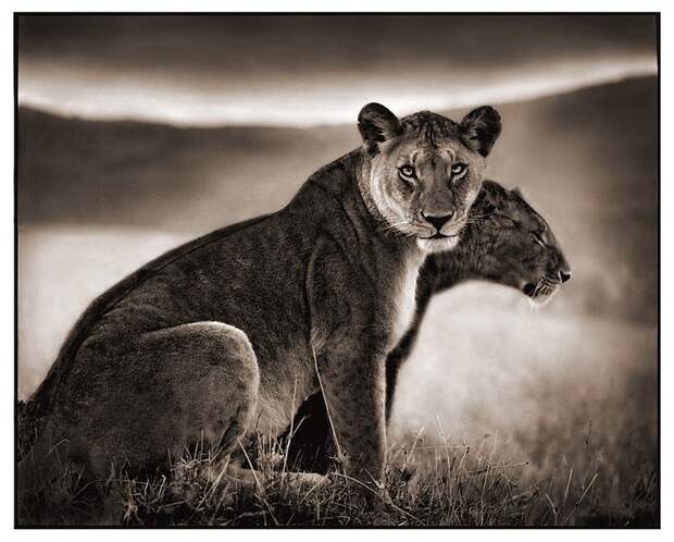 фотографии африки. Nick Brandt